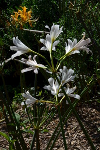 石蒜花 