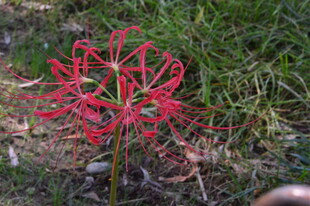 石蒜花  