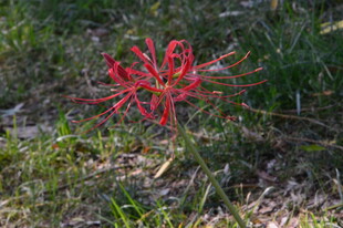 石蒜花 