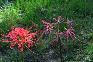 石蒜花 
