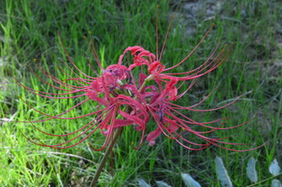 石蒜花 