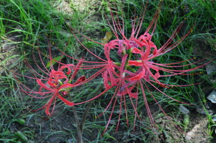 石蒜花 