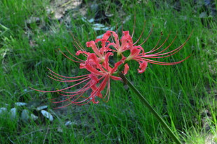 石蒜花  