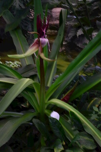 红花文殊兰 