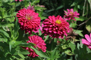 百日菊