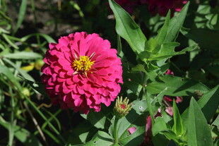 百日菊 