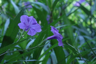 蓝花草 