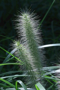 狼尾草 