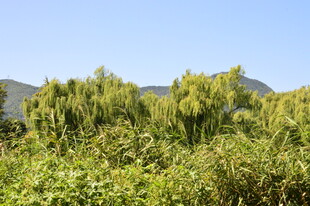 公园风景  