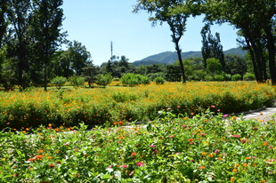 公园风景  