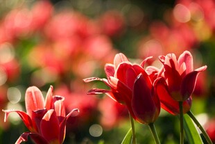 红色郁金香