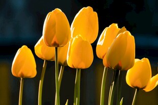 黄色郁金香