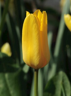 黄色郁金香