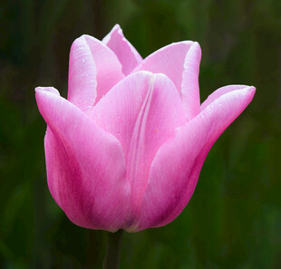 粉色郁金香