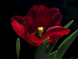 红色郁金香