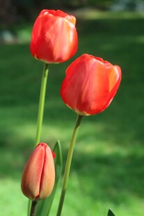 红色郁金香