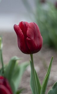 红色郁金香