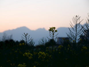 夕阳下的油菜花田