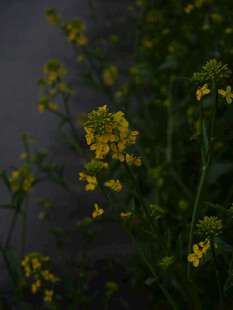 黄色油菜花