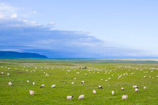 蓝天白云绿草地