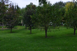 公园风景  