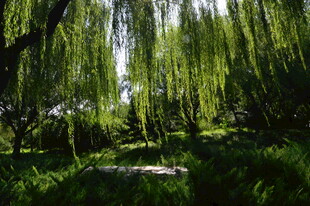 公园风景  
