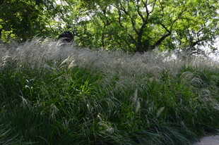 芒草风景  