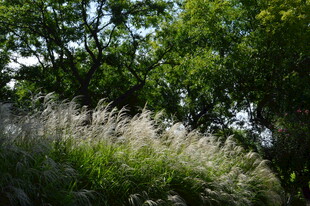 芒草风景  
