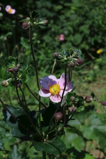 野棉花  