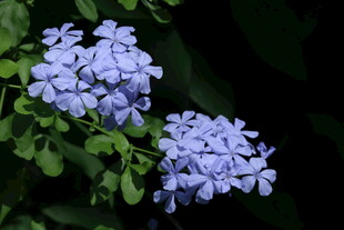 蓝雪花 