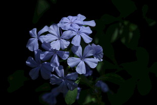 蓝雪花 