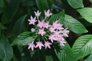五星花  