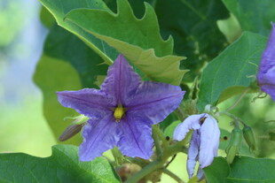 蓝花茄 