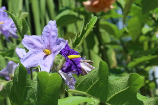蓝花茄 