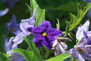 蓝花茄  