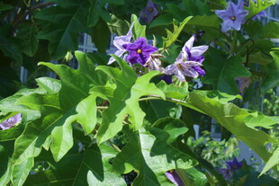 蓝花茄  
