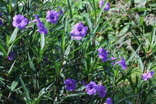 蓝花草  