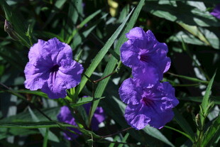 蓝花草  