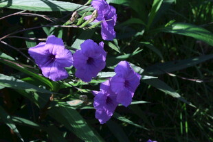 蓝花草 
