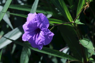 蓝花草  