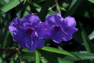 蓝花草  