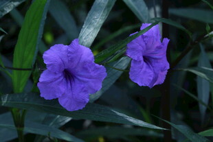 蓝花草  