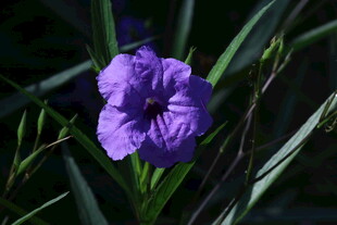 蓝花草  