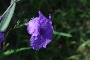 蓝花草 