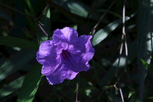 蓝花草  