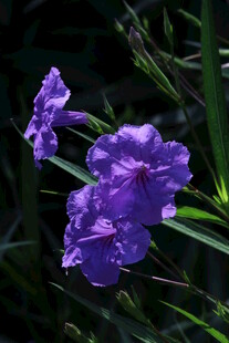 蓝花草  