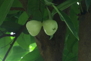 蒲桃果 