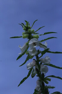 芝麻 