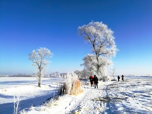 冬季雪景