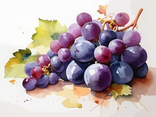 紫色葡萄叶子藤蔓植物水彩插画